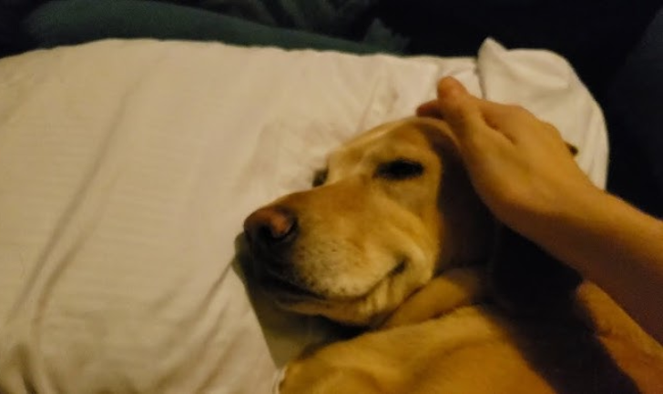 The Sleepwalking Dog