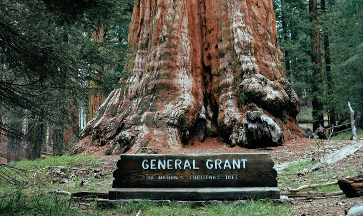 General Sherman Tree