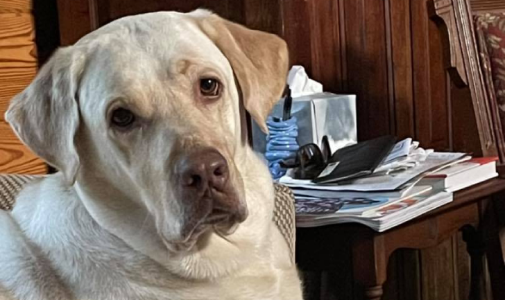 Denver Official Guilty Dog Video