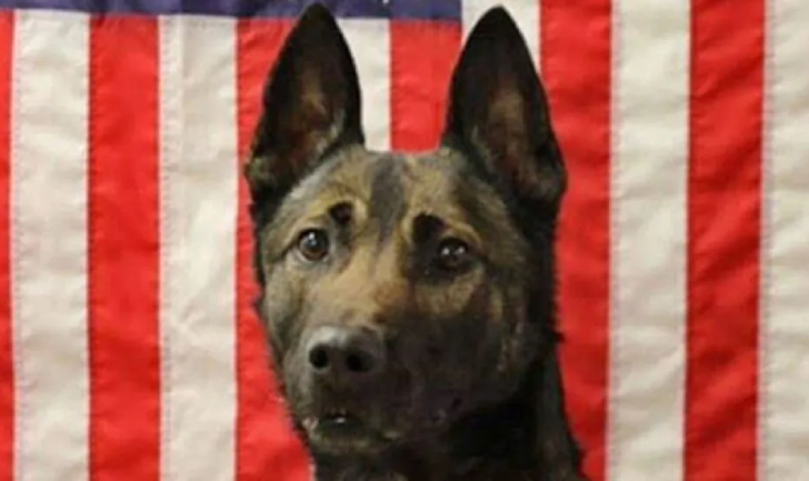 Maiko Army Ranger Dog