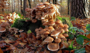 Armillaria Ostoyae